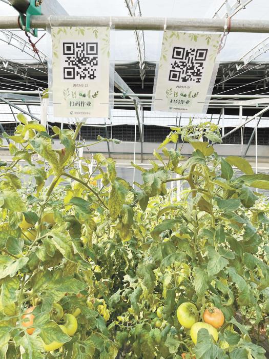 智慧大棚工人通過掃描二維碼,便可查詢當前的作業(yè)情況。《中國新聞》報 魏寒冰 攝 智慧大棚工人通過掃描二維碼,便可查詢當前的作業(yè)情況。《中國新聞》報 魏寒冰 攝