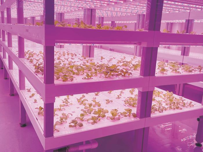 在物美植物工廠里,通過LED燈的照射,蔬菜散發(fā)勃勃生機。受訪者供圖 在物美植物工廠里,通過LED燈的照射,蔬菜散發(fā)勃勃生機。受訪者供圖